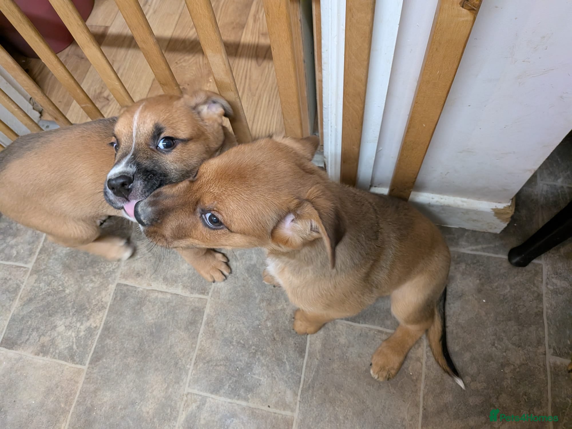 Mixed Breed dogs Huntaway X German shepherd X  - Advert 4