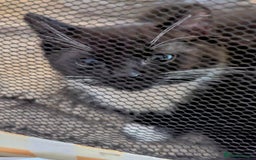 Domestic Shorthair cats for sale: Our last Girl, Playfull & loving, Well handled* - Image 12