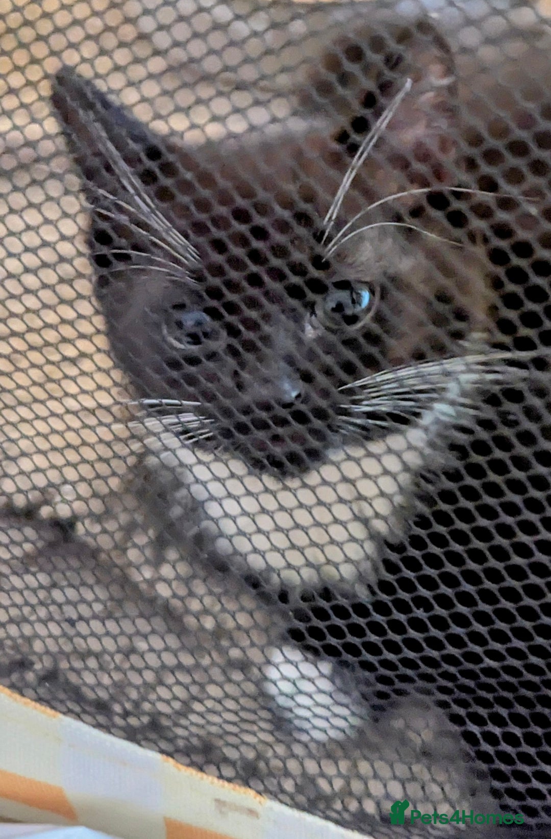 Domestic Shorthair cats for sale: Our last Girl, Playfull & loving, Well handled* - Image 12