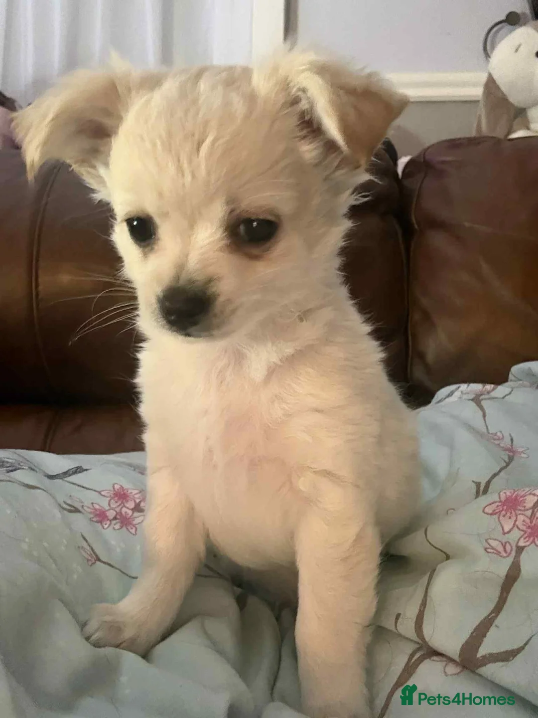 Chihuahua dogs for sale: Long haired chihuahuas - Advert 2