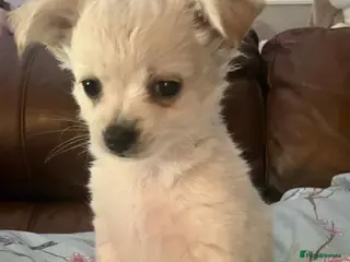 Chihuahua dogs Long haired chihuahuas - Advert 3