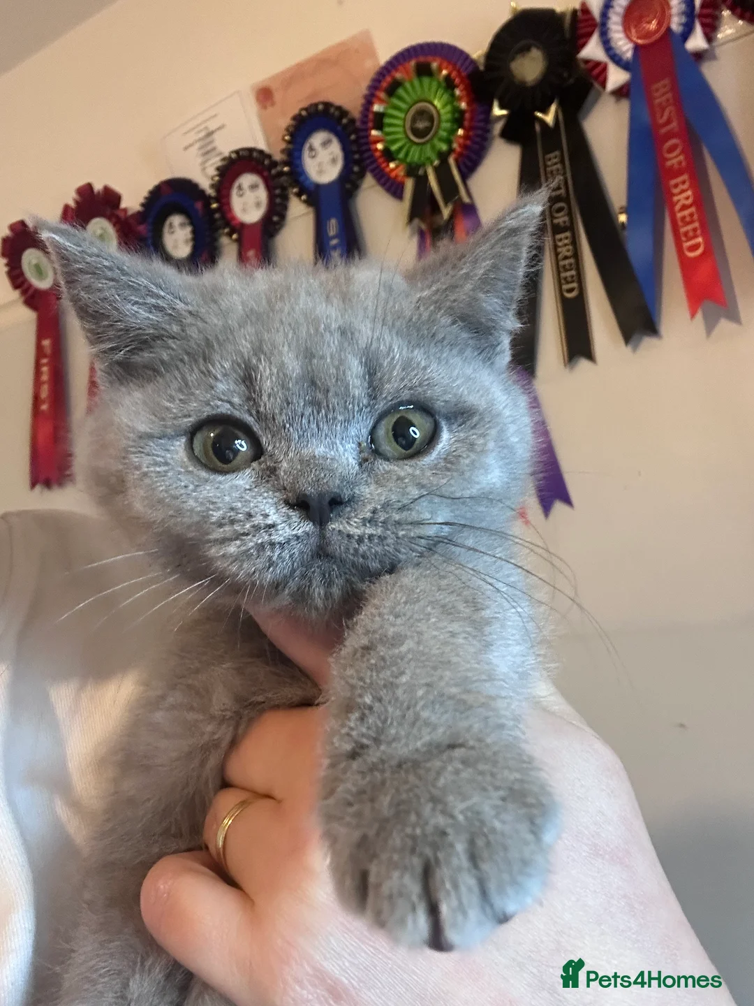 British Shorthair cats for sale: British shorthair Mixed litter  - Advert 5