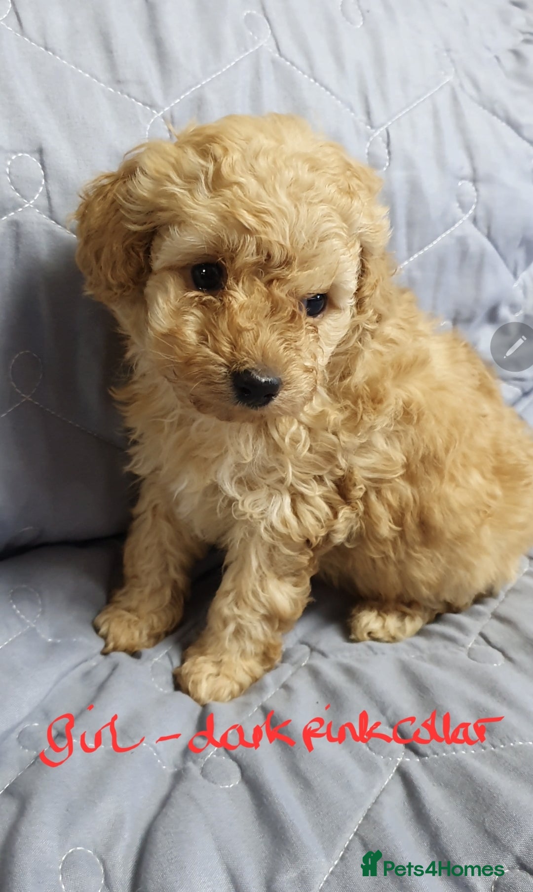 Toy Poodle dogs for sale: ASIAN CHAMPION lineage, KC registered Toy Poodles - Advert 20