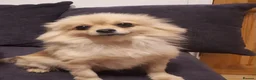 Pomeranian dogs for sale: Beautiful pomeranian puppies - Advert 12