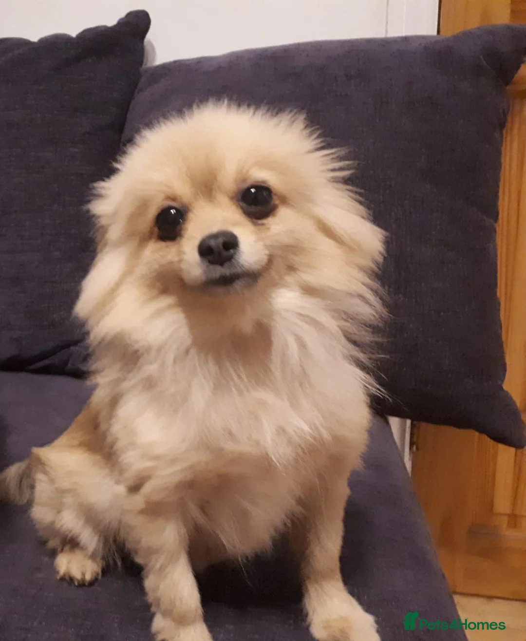 Pomeranian dogs for sale: Beautiful pomeranian puppies - Advert 12