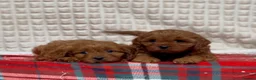 Cavapoo dogs for sale: STUNNING CAVAPOO PUPPIES - Advert 8