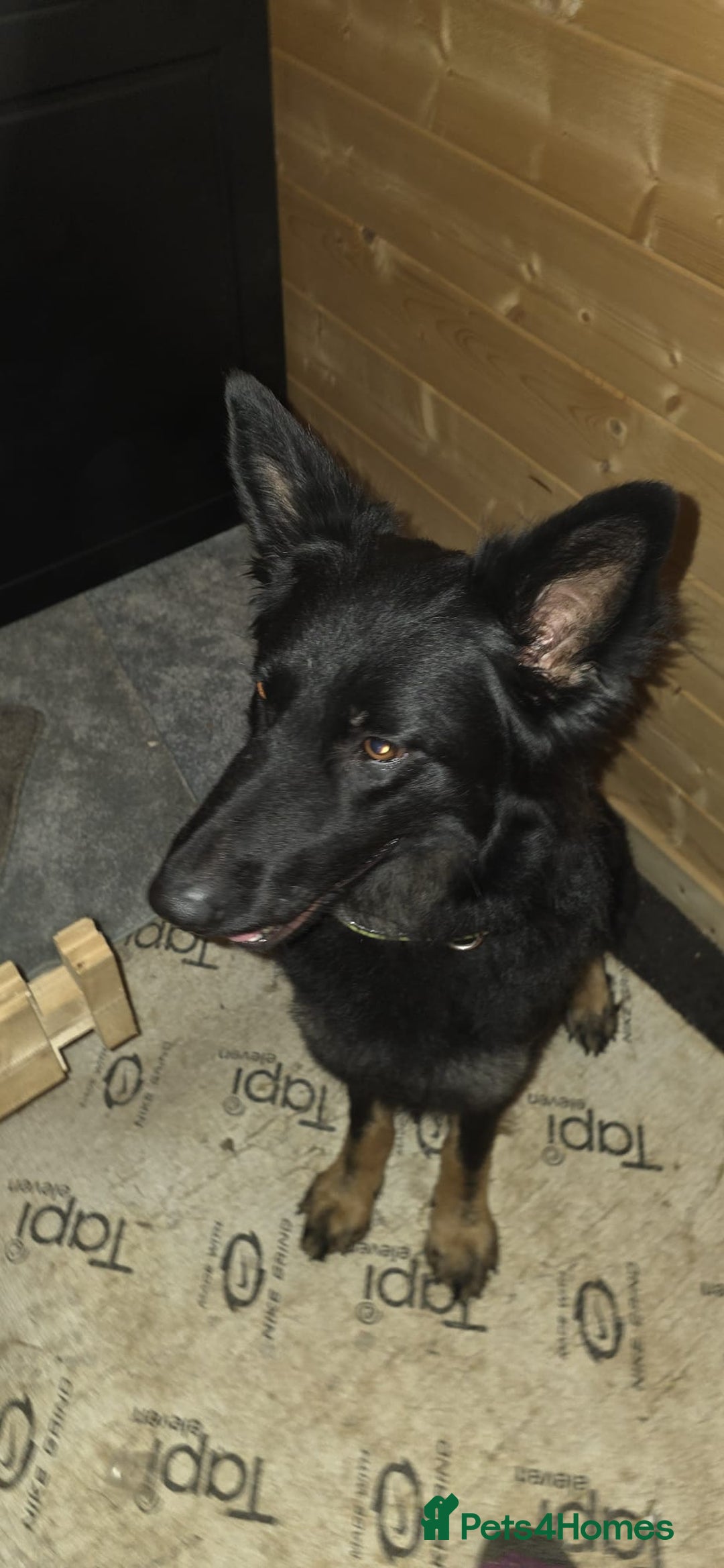 Mixed Breed dogs for sale: Rotti x German shepherd puppies - Advert 2