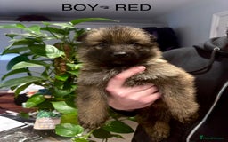 German Shepherd dogs for sale: Adorable German Shepherd Pups - Advert 4