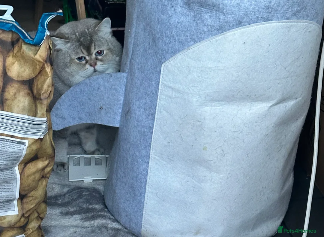 Scottish Fold cats for stud: Lovely Scottish fold( straight )boy ❤️ - Advert 9