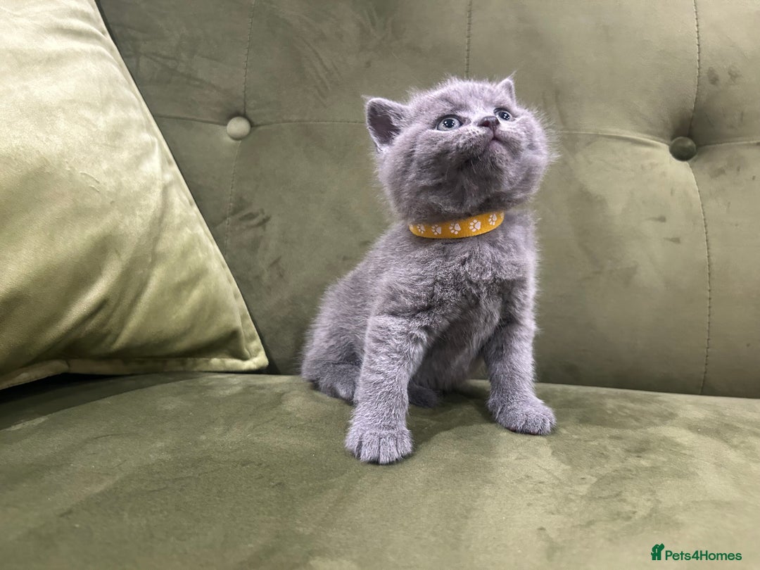 British Shorthair cats for sale: Gorgeous British shorthair kitten - Image 4