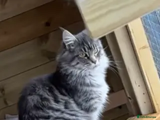 Maine Coon cats Active Maine coon female - Advert 2