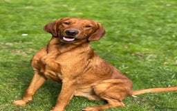 Labrador Retriever dogs for sale: Part-trained fox red Lab,FULLY HEALTH TEST PARENTS - Image 5