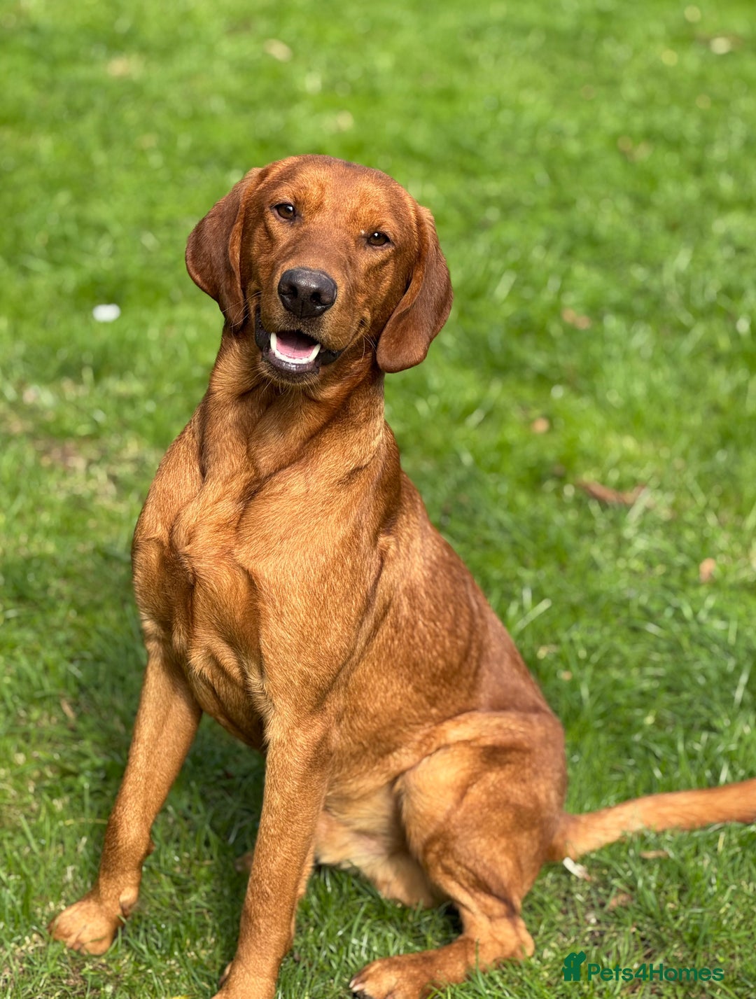 Labrador Retriever dogs for sale: Part-trained fox red Lab,FULLY HEALTH TEST PARENTS - Image 5