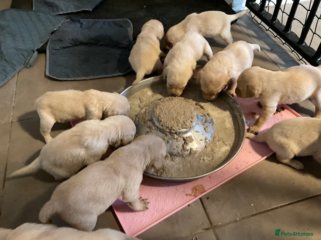 Labrador Retriever dogs for sale: Labrador puppies  - Advert 8