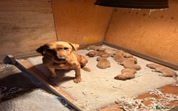 Labrador Retriever dogs for sale: Fox Red Labrador Puppies for Sale - Image 2