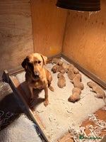 Labrador Retriever dogs - Advert 6