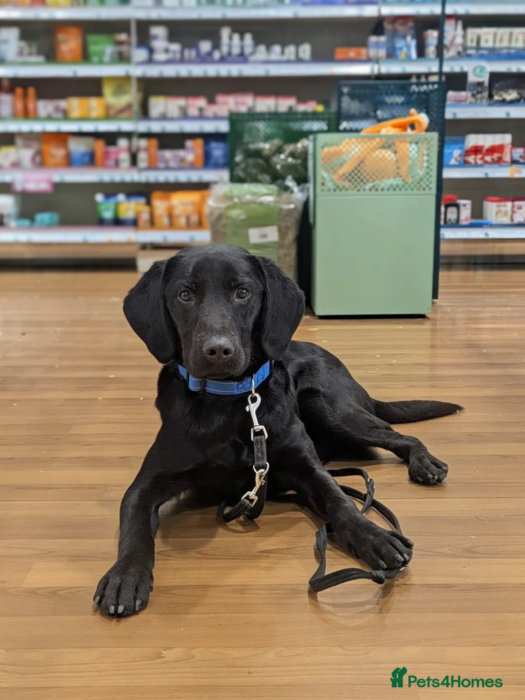 Labrador Retriever dogs for sale: Assistance dogs - Advert 5