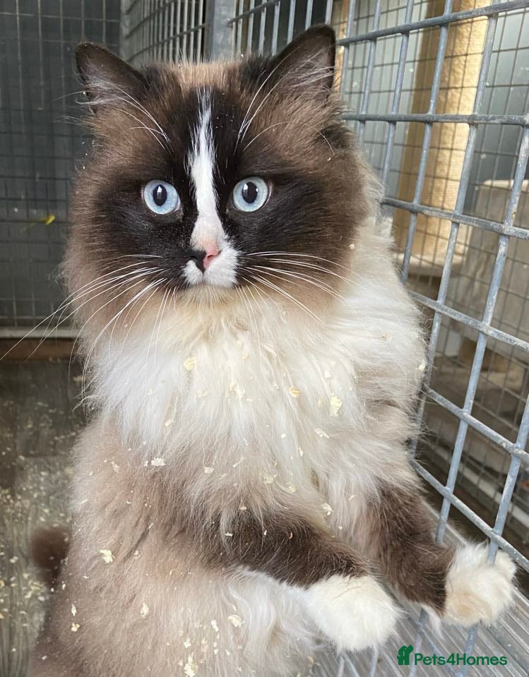 Ragdoll cats Ragdoll at stud. GCCF Registered. in Sandwich - Advert 1
