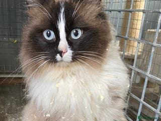 Ragdoll cats Ragdoll at stud. GCCF Registered. in Sandwich - Advert 7