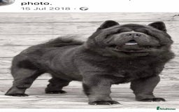 Chow Chow dogs for sale: Stunning kc chow chow  - Advert 19