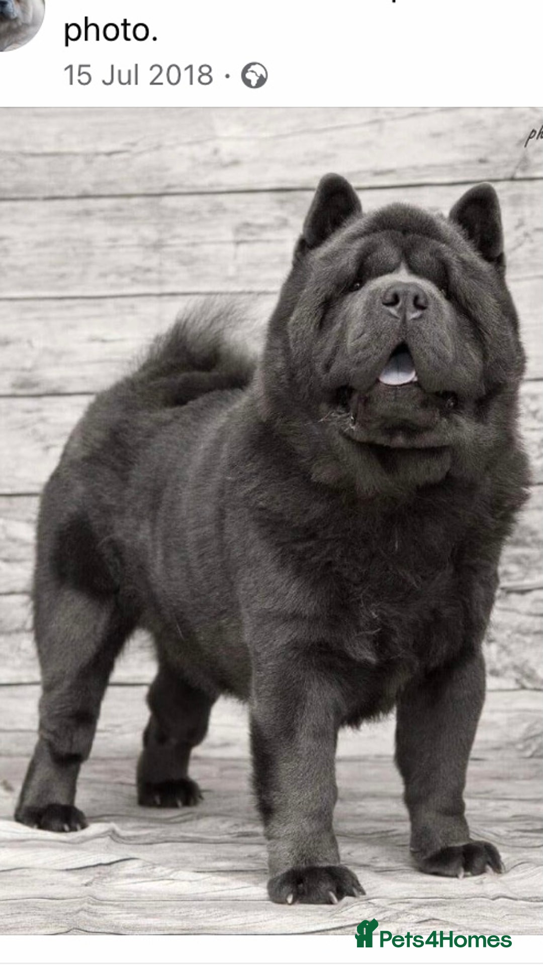 Chow Chow dogs for sale: Stunning kc chow chow  - Advert 19