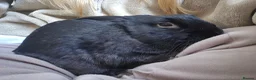 Mixed Breed rabbits for sale: 3 Year Old Mixed Rex in Crook - Advert 2