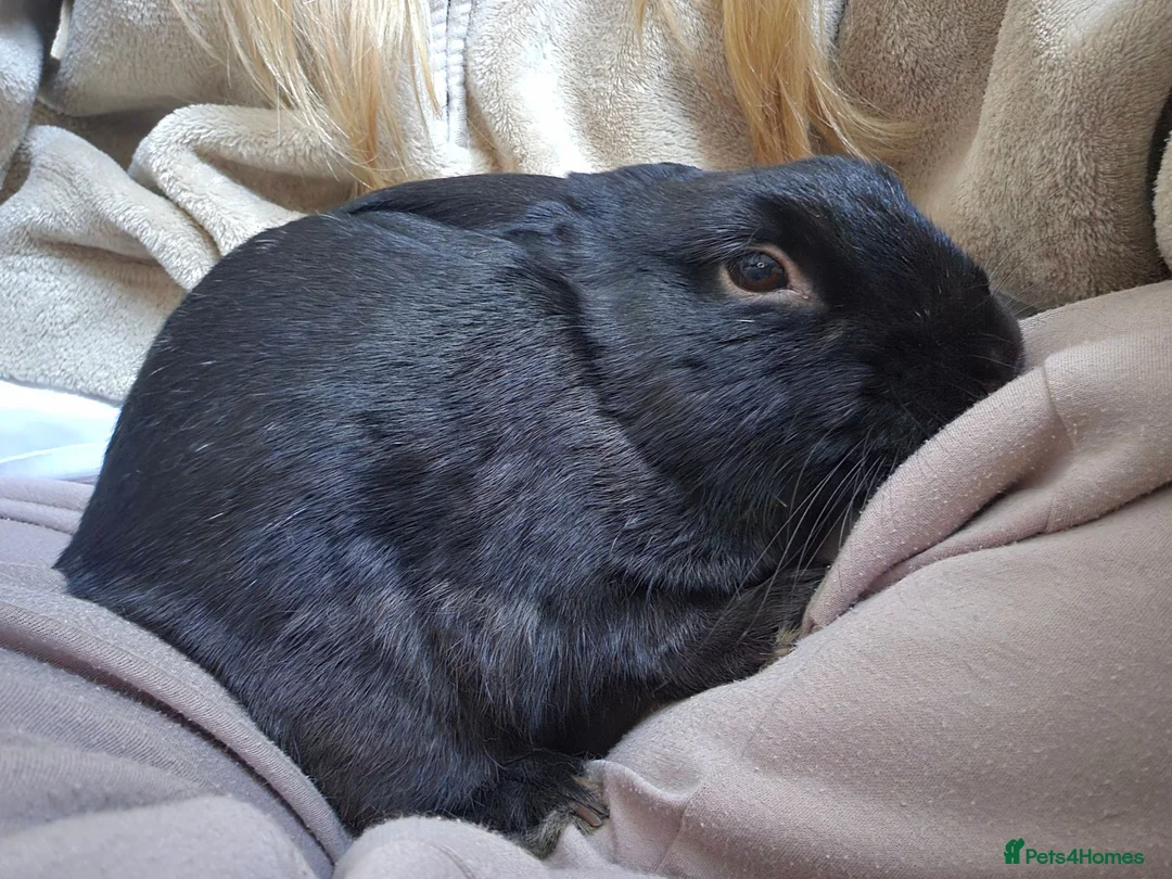 Mixed Breed rabbits for sale: 3 Year Old Mixed Rex in Crook - Advert 2