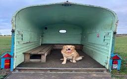 Golden Retriever dogs for sale: Bailey, 2 Year Old Golden Retriever - Advert 4