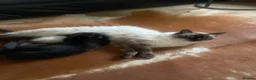 Mixed Breed cats for sale: ragdoll X  - Advert 3