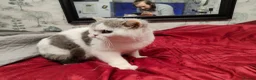 Scottish Fold cats for sale: Scottish fold queen - Advert 9