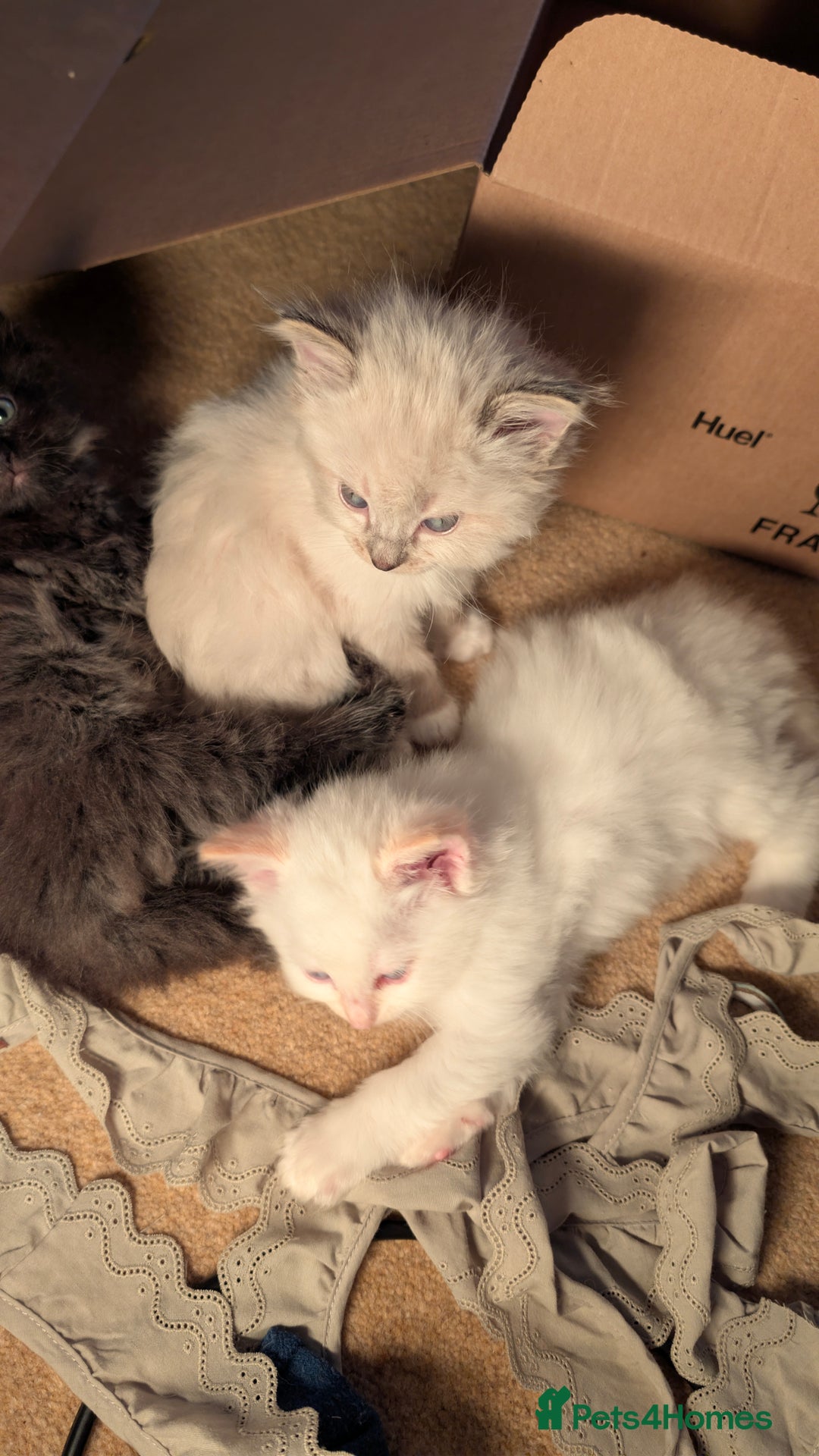 Ragdoll cats for sale: Beautiful Playful Ragdoll Kittens - Advert 13