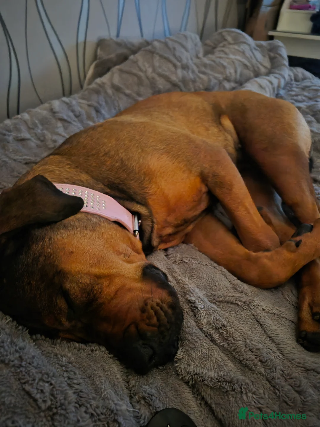 Mixed Breed dogs for sale: Rotti  ** tiff in Ashford - Advert 5