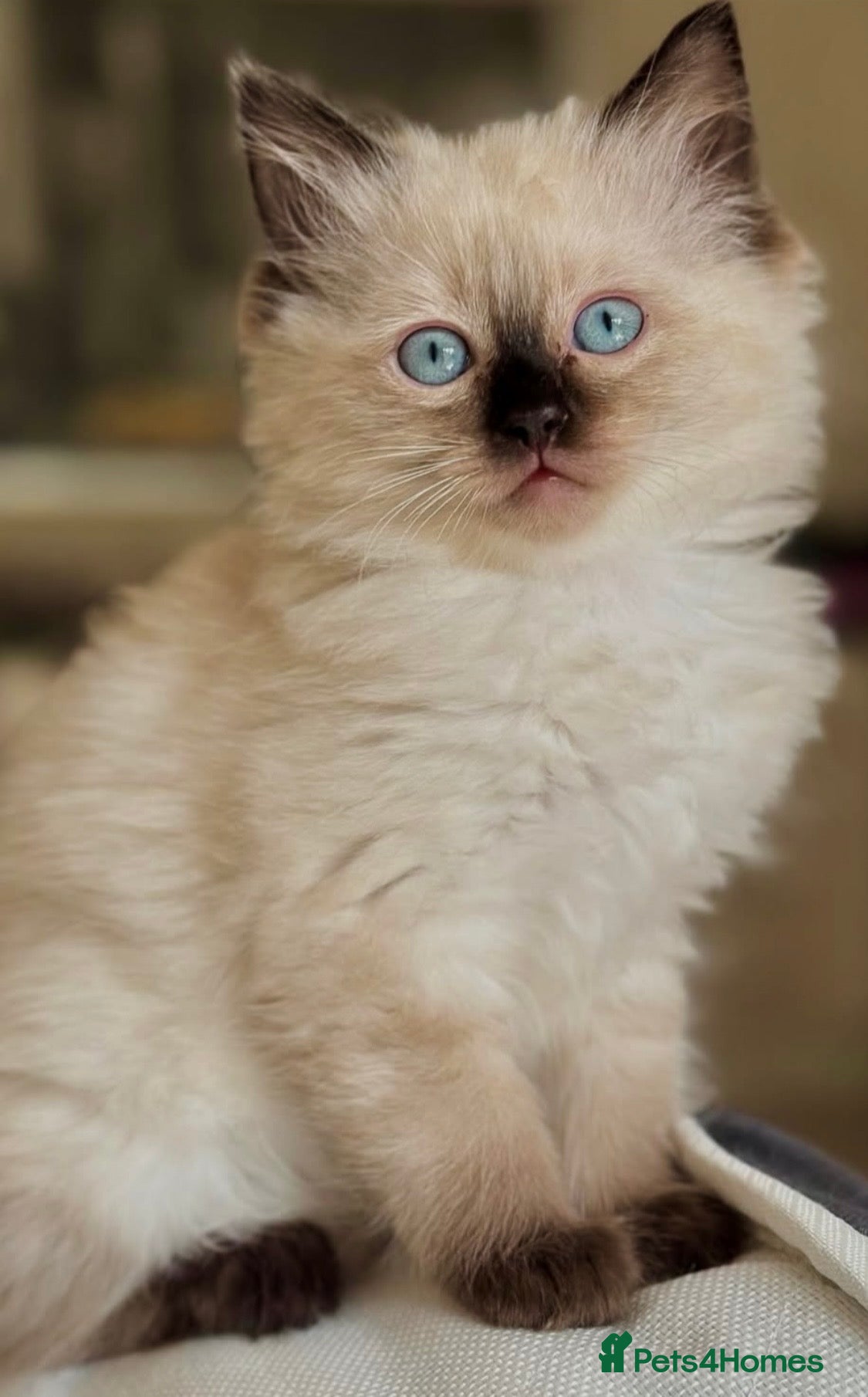 Ragamese cats RAGAMESE (RAGDOLL-SIAMESE) KITTENS - Advert 1