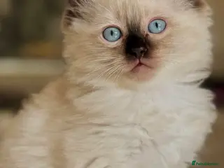 Ragamese cats RAGAMESE (RAGDOLL-SIAMESE) KITTENS - Advert 1