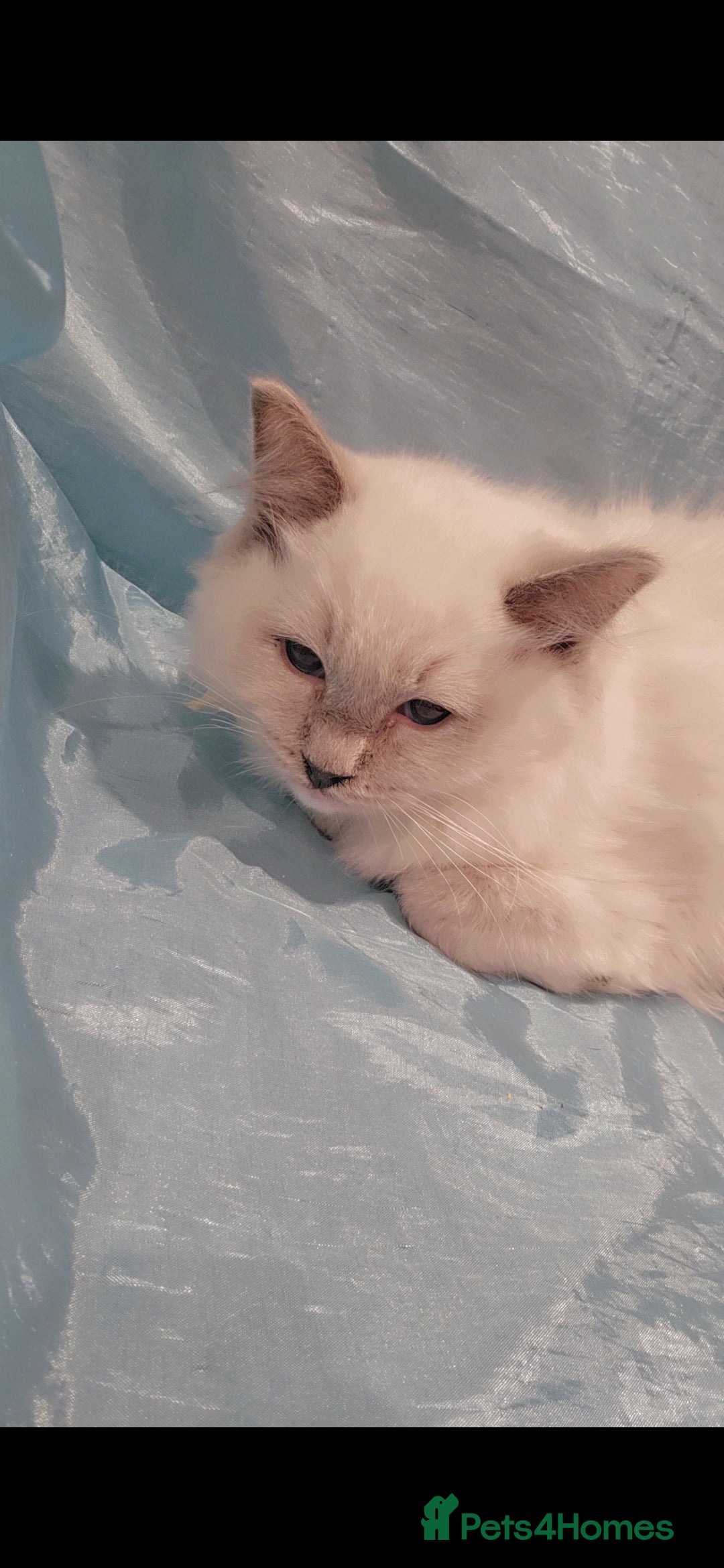 Ragdoll cats for sale: Older kittens  - Advert 5