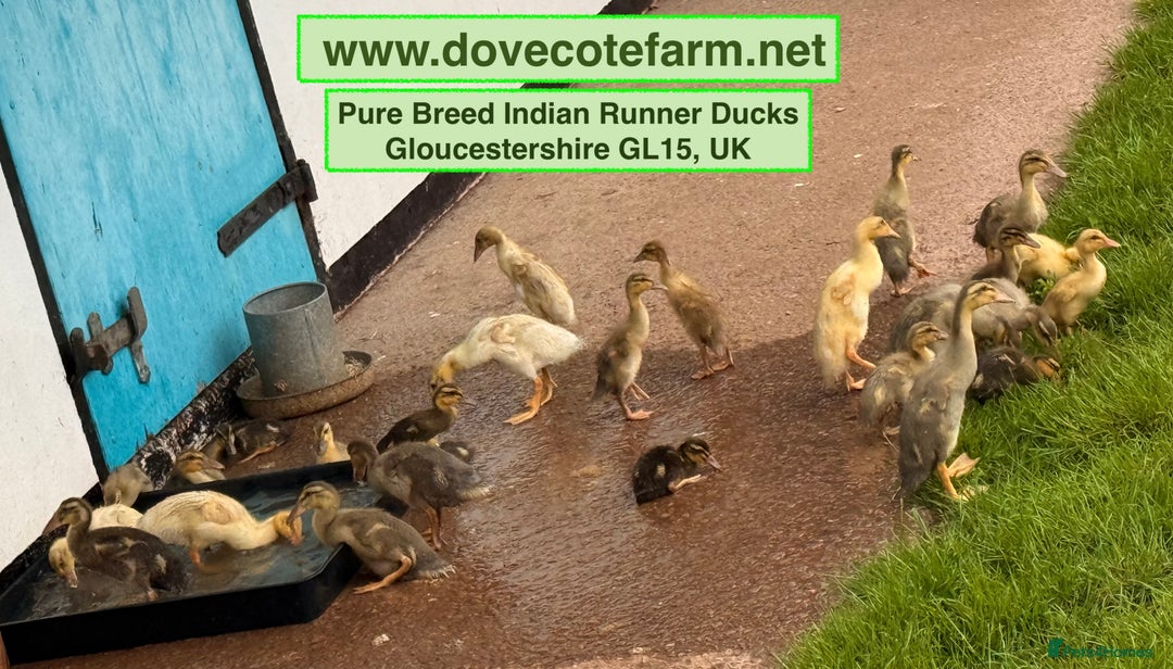 Ducks poultry for sale: INDIAN RUNNER PURE BREED DUCKS, DUCKLINGS & DRAKES - Image 3