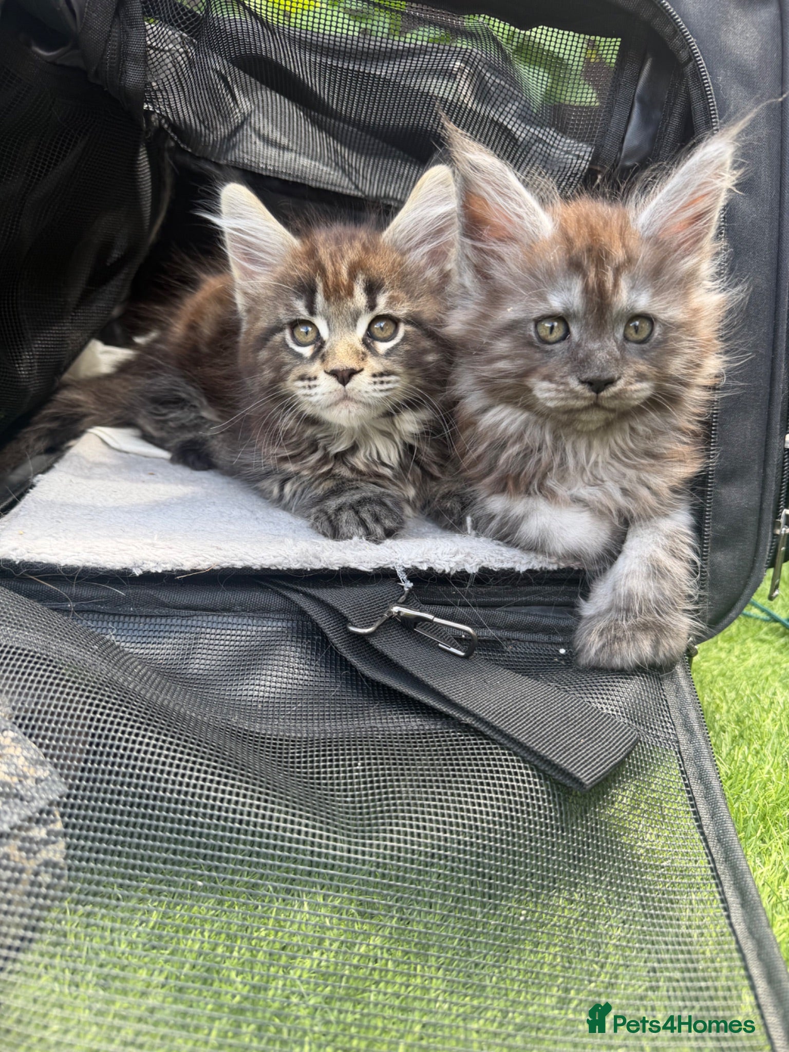Maine Coon cats TICA MAINCOON KITTEN’S 😻💫 - Advert 12