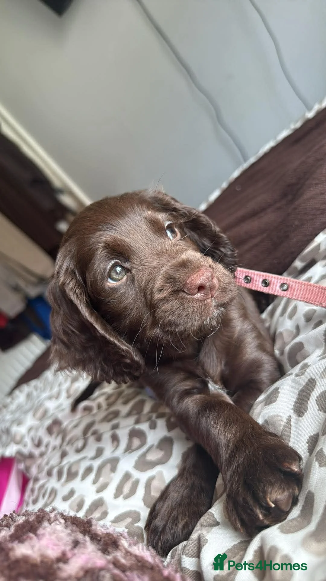 Cocker Spaniel dogs for sale: Chocolate and tan working cockers ready now  - Advert 2