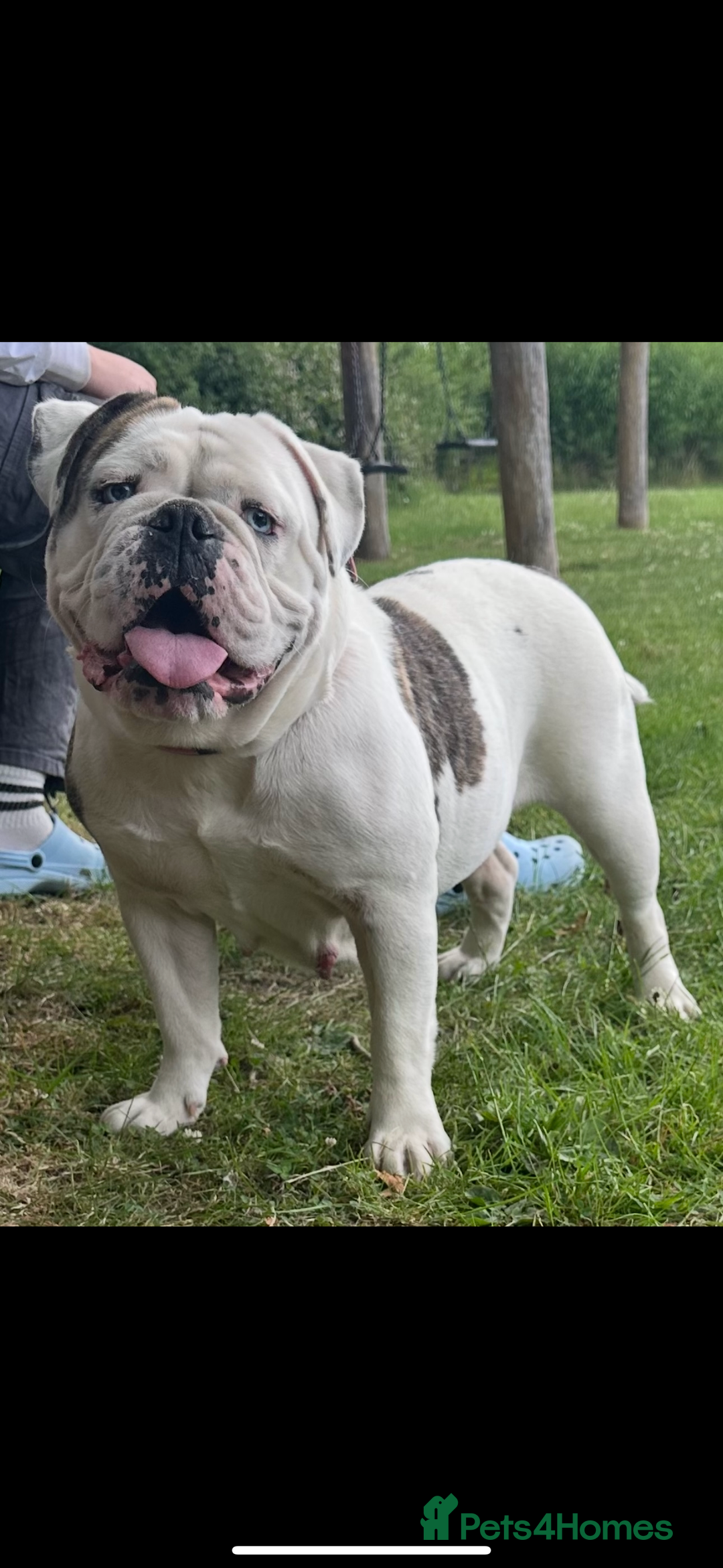 English Bulldog dogs for sale: 🌟Ready Now!🌟 - Advert 31