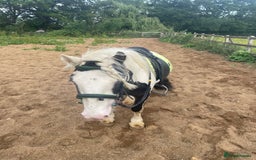 Irish Cob horses for sale: 4yr ride and drive 11.2hh bugsy  - Image 3