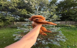 Toy Poodle dogs for sale: Asian teddy face toy poodles boys - Image 20
