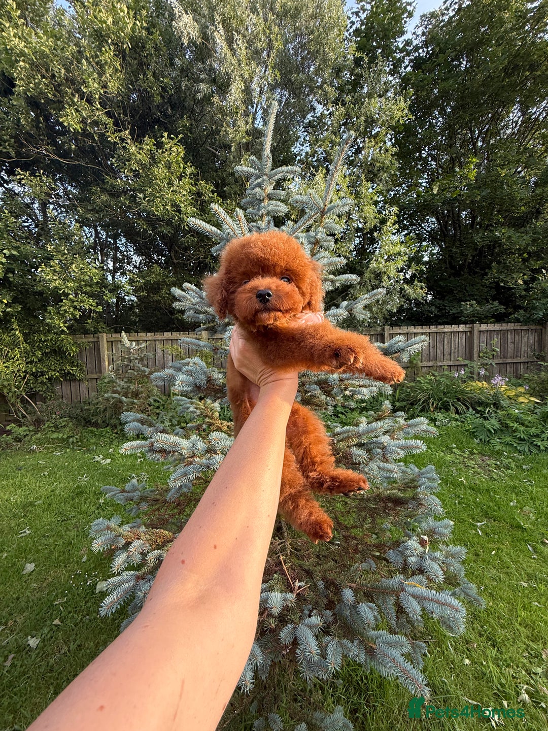 Toy Poodle dogs for sale: Asian teddy face toy poodles boys - Image 20