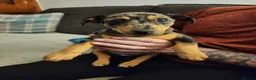 Miniature Pinscher dogs for sale: Merle Miniature harlequin pinscher in Corby - Advert 7