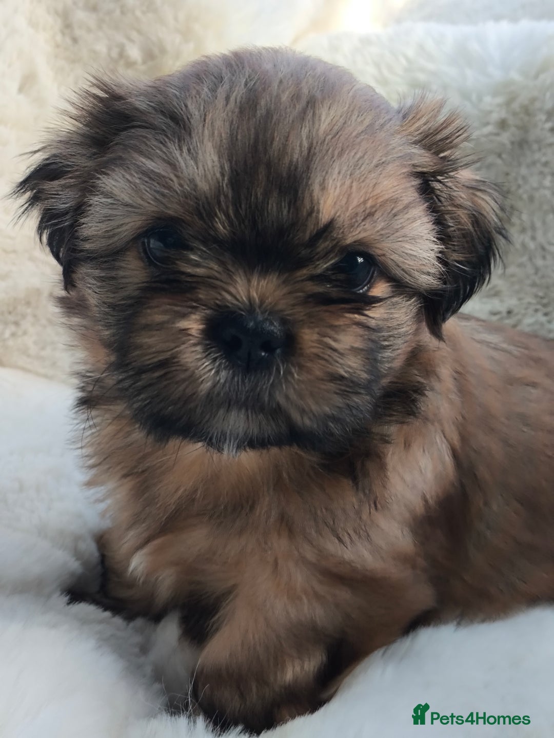 Shih Tzu dogs for sale: SHIH TZU STANDARD - PURE BREED  - Advert 10