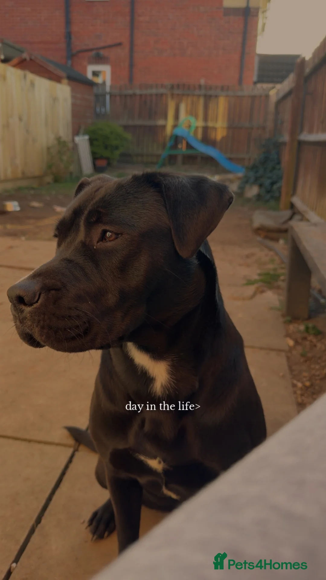 Mixed Breed dogs for sale: Black lab  ** tiff x Staffordshire terrier  in Leicester - Advert 2