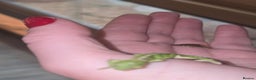 Chameleon reptiles for sale: BABY VEILED CHAMELEONS  - Advert 8
