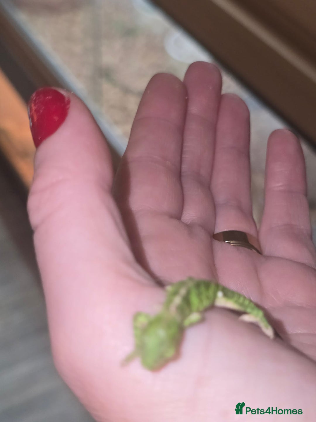 Chameleon reptiles for sale: BABY VEILED CHAMELEONS  - Advert 8