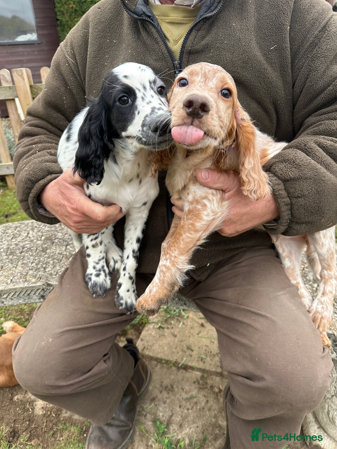 Cocker Spaniel dogs for sale: Working cocker spaniels puppies  - Image 9