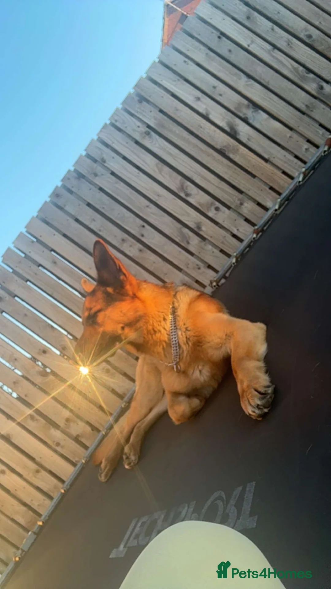 German Shepherd dogs for sale: German shepherd 2 year old male - Advert 2