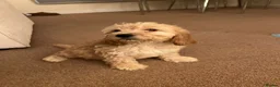 Cockapoo dogs for sale: 4 female, 1 male in Eastleigh - Advert 3